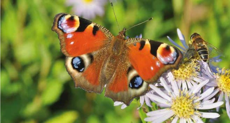 vlinders-dagpauwoog