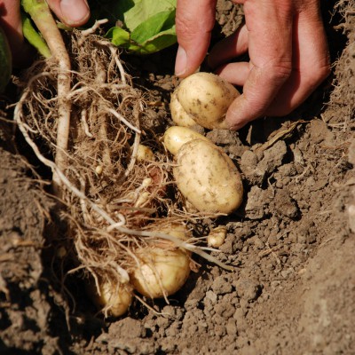Genieten van aardappels in een laag GI dieet