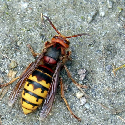 Zo houd je agressieve wespen op afstand