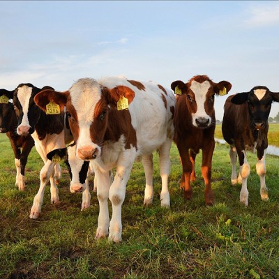 Koe op stal = meer ammoniak = klimaatprobleem