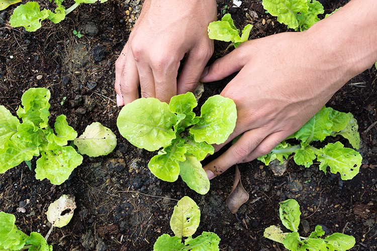 live-green-magazine-duurzaamheid-AdobeStock-chaiyon021