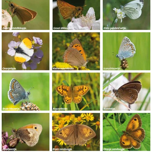 live-green-magazine-vlinders