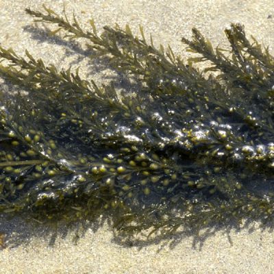 Natuurlijke smaakmaker: Zeeuws bessenwier