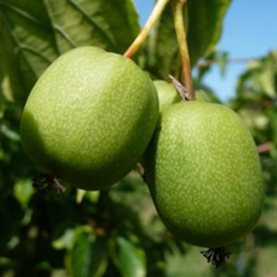 Een geheel nieuwe smaaksensatie: de kiwibes