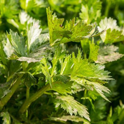 Eten volgens de natuur: selderij werkt stress verlagend