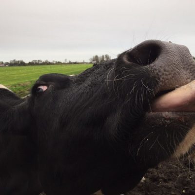 Herinner jij je dit nog van vroeger?