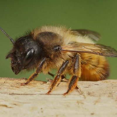 De rosse metselbij komt weer bijna tevoorschijn. Help jij ze?