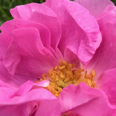 Blog Annemarie: “De kracht van de natuur en de smaak van de roos.”