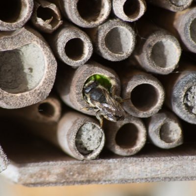 Jaap legt uit of je een bijenhotel kan verplaatsen