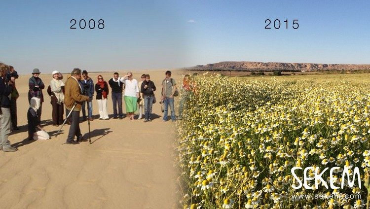 een beeld in twee delen: links is 2008 en een dorre woestijn. Rechts is 2015 en heeft SEKEM er via de biodynamische landbouw een groene oase van gemaakt