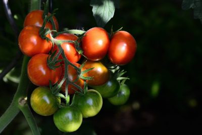 tros-tomaten