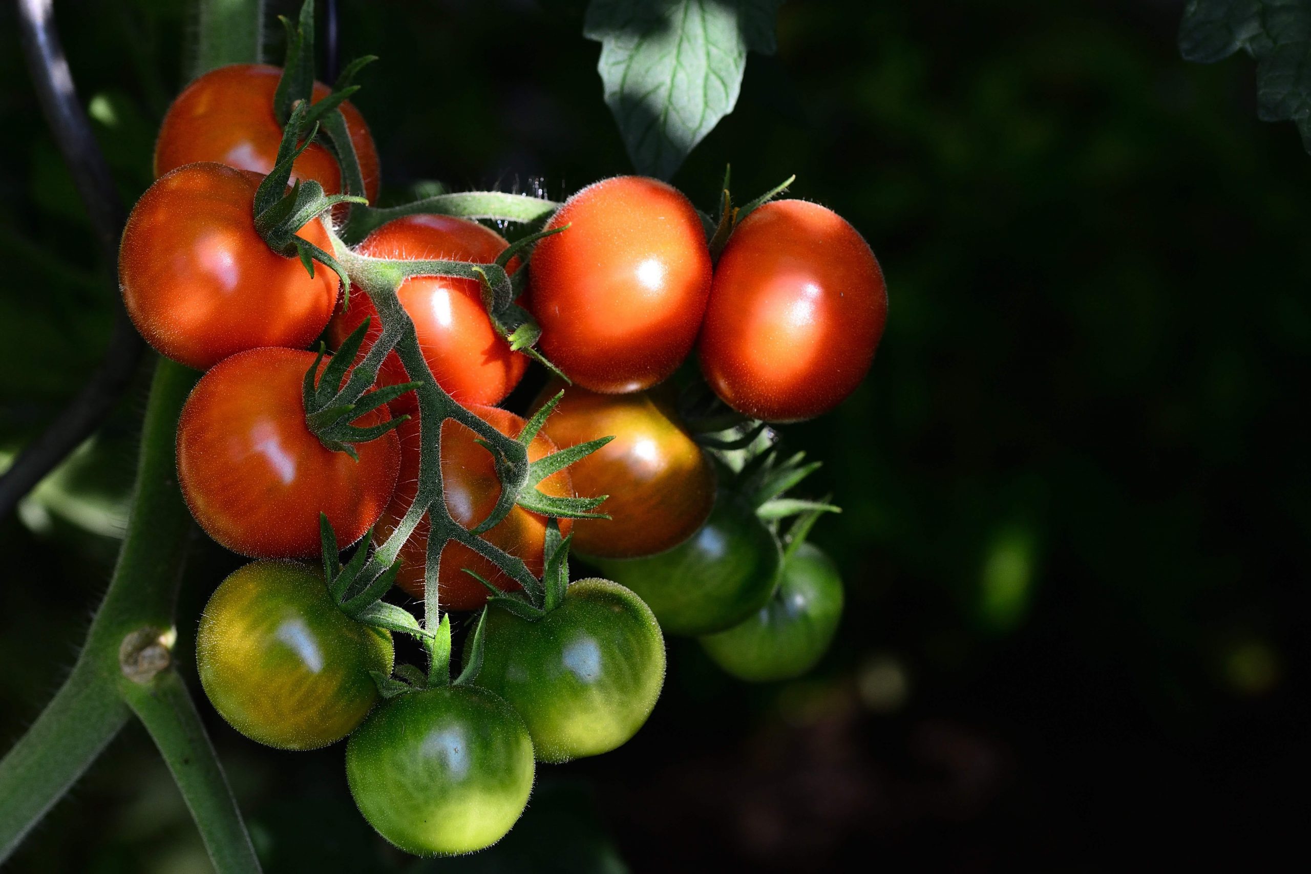 Biologische tomaat voor een 2021 • Live Green Magazine - Healthy You, Healthy World, Future