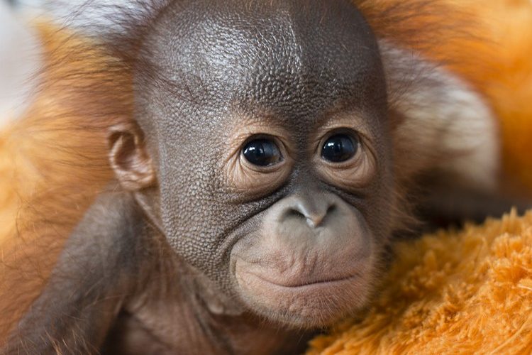 Baby Oerang Oetang uit EO documentaire