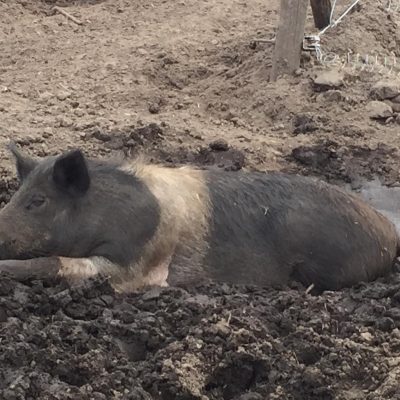 Goed Gevuld varkenshouden is duurzaam: meet Inge Vleemingh
