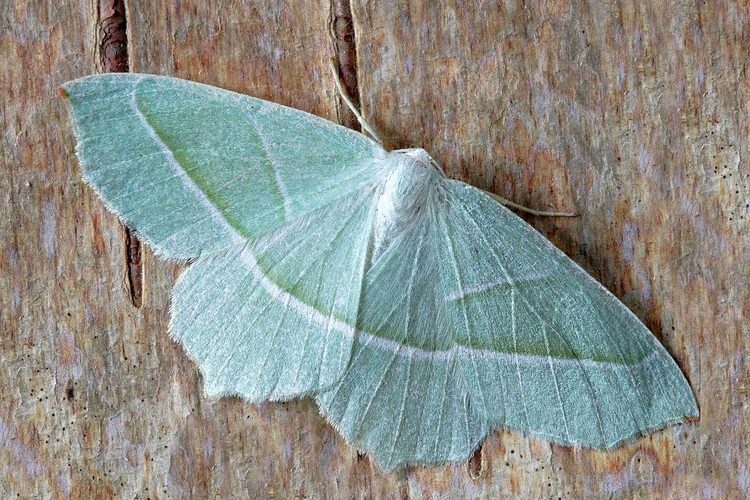 DIY maak je tuin insectvriendelijk