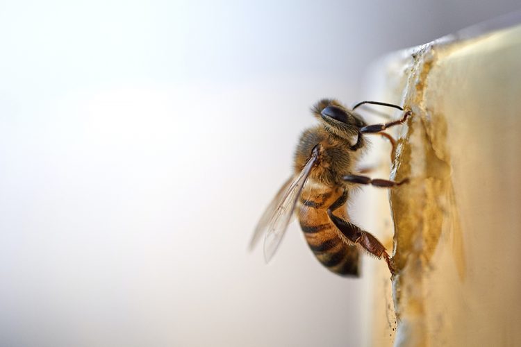 Blog Jaap: bijen en hommels in de winter