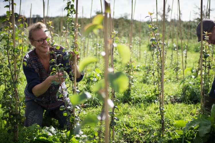 Bio boom in tuin