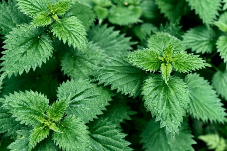Brandnetel: een bron van natuurlijke Natuurlijke silicium