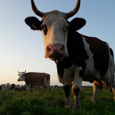 #BioBoerin Annemiek: daarom hebben onze koeien hoorns