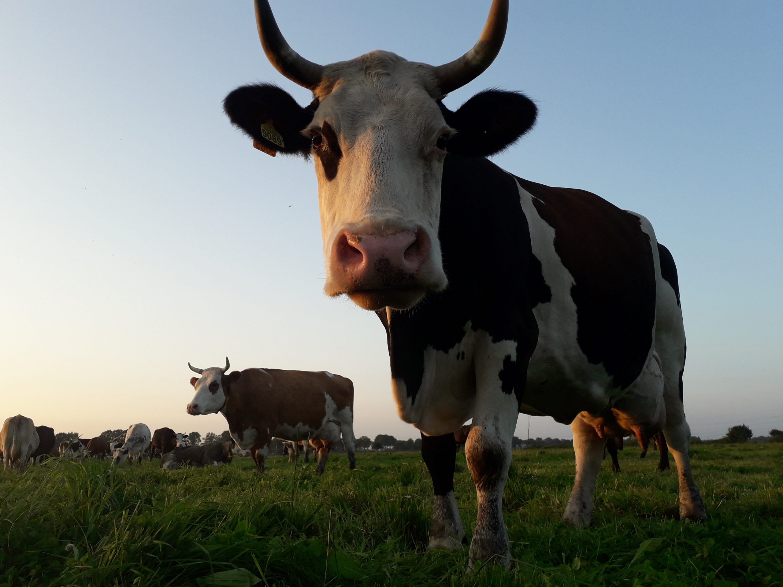 #BioBoerin Annemiek: daarom hebben onze koeien hoorns