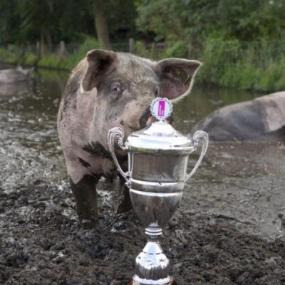 #blijbiobericht Wakker Dier beloont bio varkensboer met modderpoel van het jaar