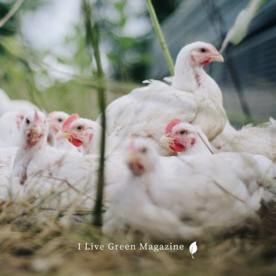 Vogelgriep laat zien: de kleinschalige pluimveehouderij moet groot worden