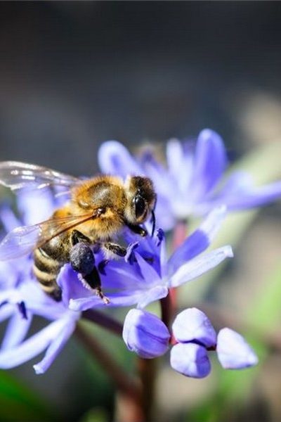 Biologische bollen in je tuin: mooi voor jou én de bijen