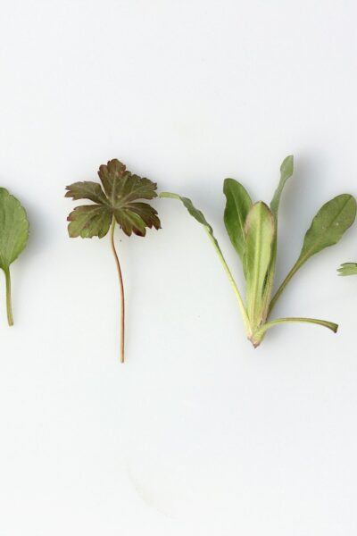 Kruiden in de Nederlandse keuken