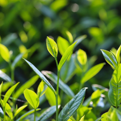De verborgen kracht van matcha: Drink het hele theeblad!