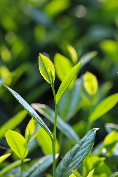 De verborgen kracht van matcha: Drink het hele theeblad!