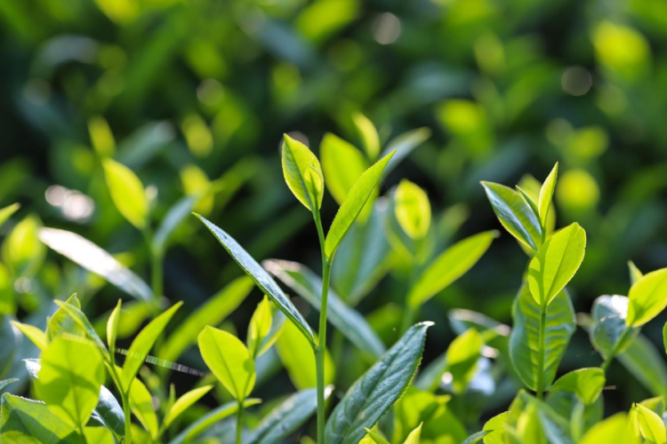 De verborgen kracht van matcha: Drink het hele theeblad!